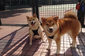 开云集团中国官网-天津男篮主打速度快攻风格独树一帜，天津男篮战绩