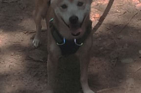 开云体育中国官方网站-伊朗男篮在亚洲预赛中奋勇冲刺，争夺奥运决赛门票，伊朗男篮落选赛